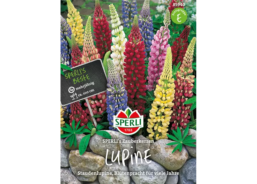 Garten-Lupine 'Zauberkerze'