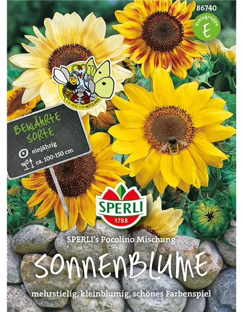 Sonnenblume 'Pocolino'