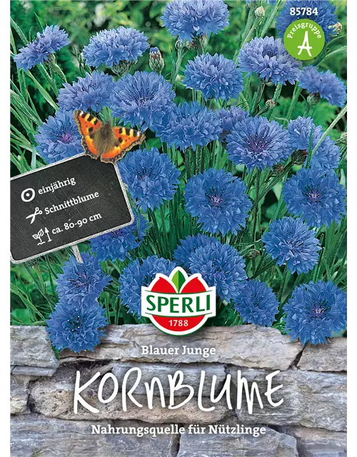 Kornblume 'Blauer Junge'