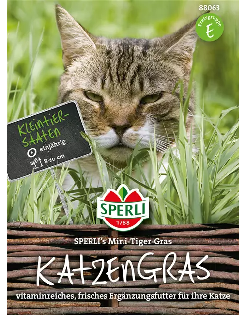 Katzengras