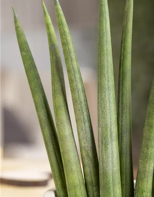 Sansevieria cylindrica