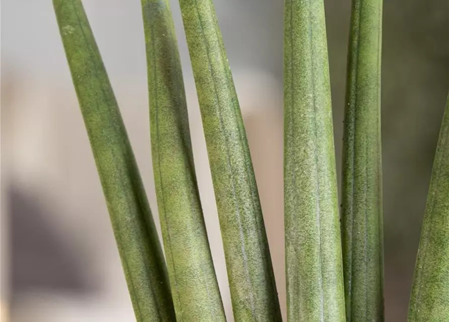 Sansevieria cylindrica