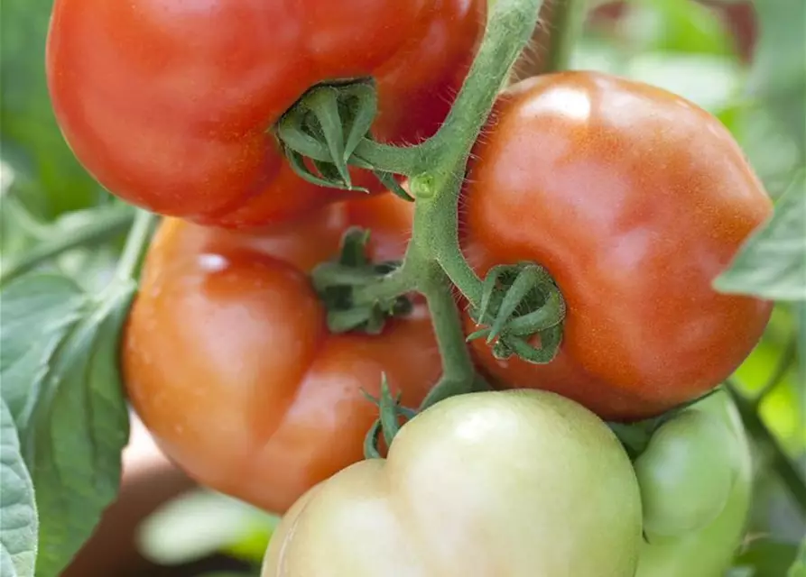 Tomate 'Fantasio F1'