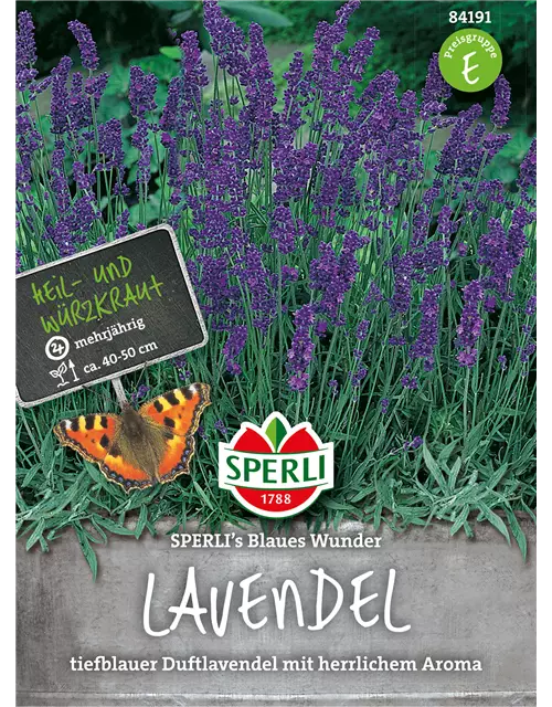 Lavendel 'Blaues Wunder'