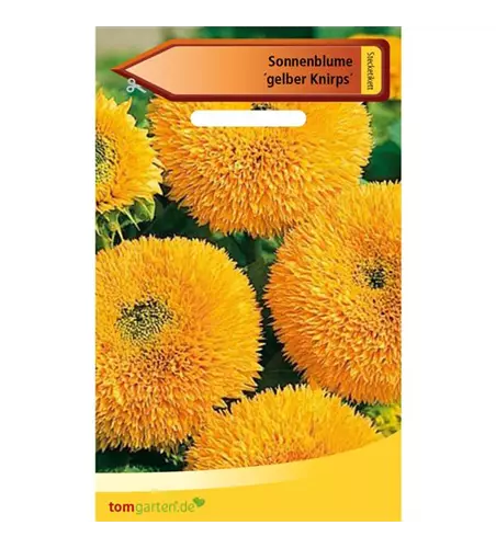 Sonnenblume 'Gelber Knirps'