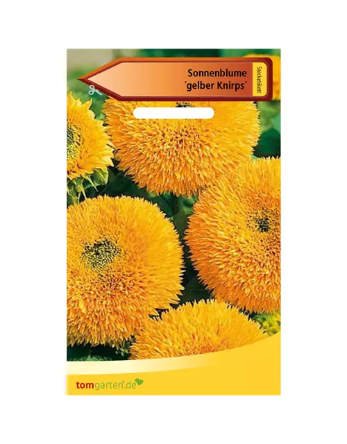 Sonnenblume 'Gelber Knirps'