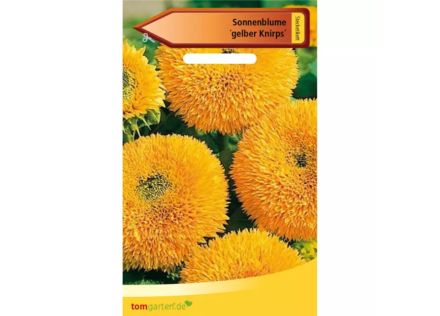 Sonnenblume 'Gelber Knirps'