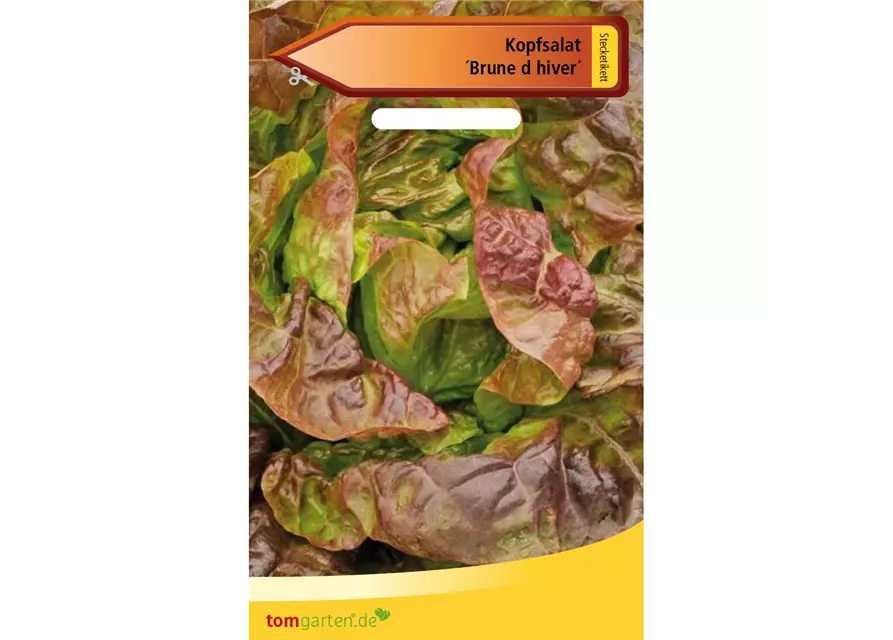 Kopfsalat 'Brune d´hiver'