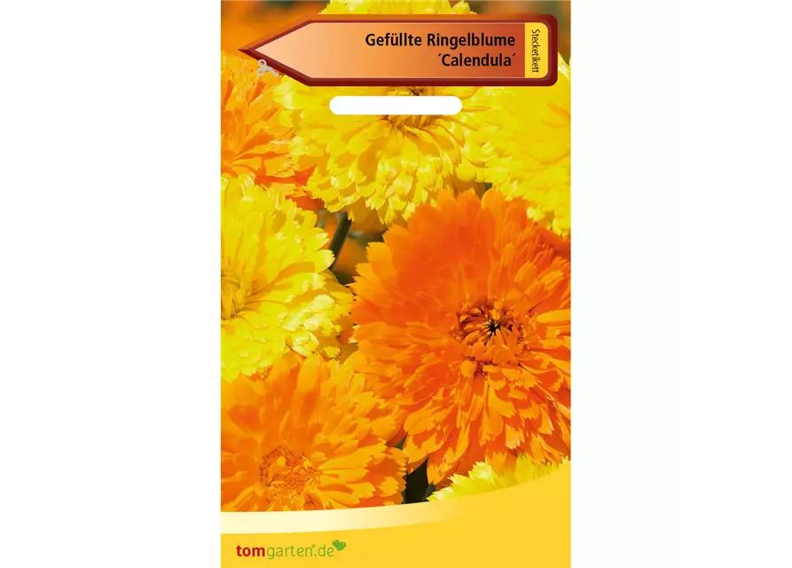 Gefüllte Ringelblume