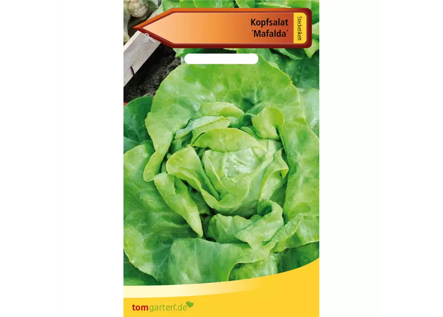 Kopfsalat 'Mafalda'