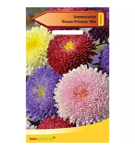 Aster 'Riesen Prinzess'