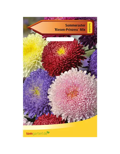 Aster 'Riesen Prinzess'