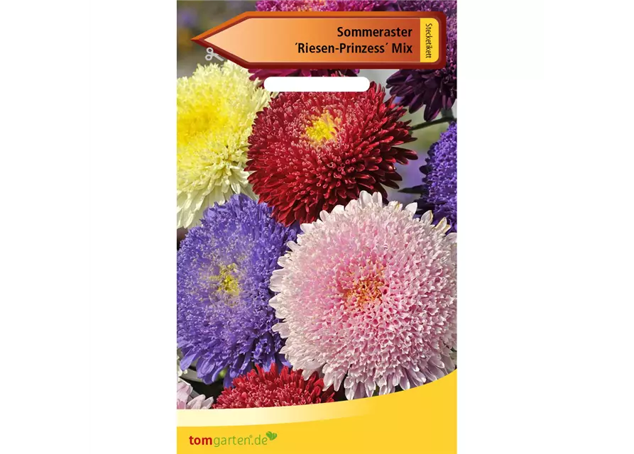 Aster 'Riesen Prinzess'