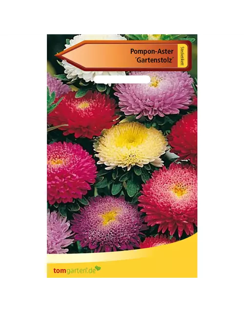 Pompom-Aster 'Gartenstolz'