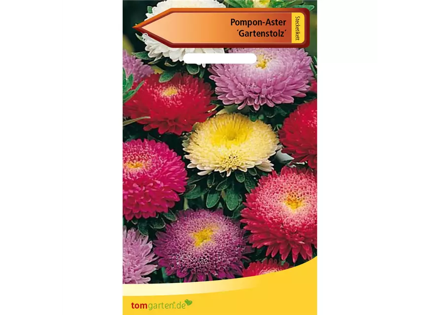 Pompom-Aster 'Gartenstolz'