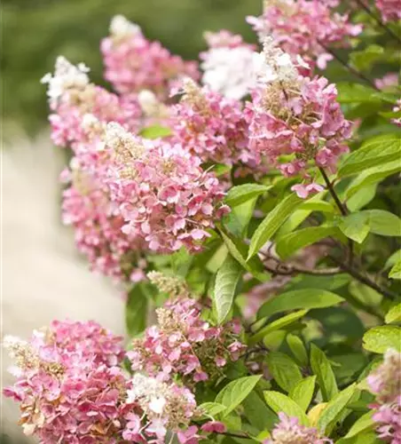 Hydrangea paniculata 'Pinky Winky'®