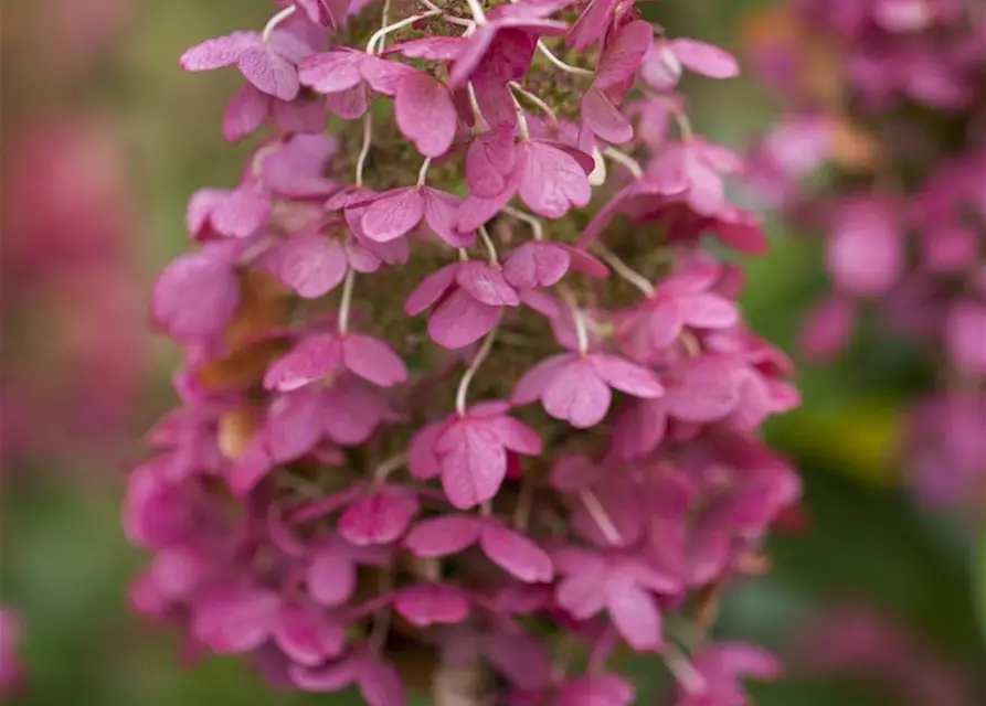 Hydrangea paniculata 'Pinky Winky'®