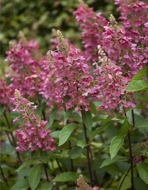 Hydrangea paniculata 'Pinky Winky'®