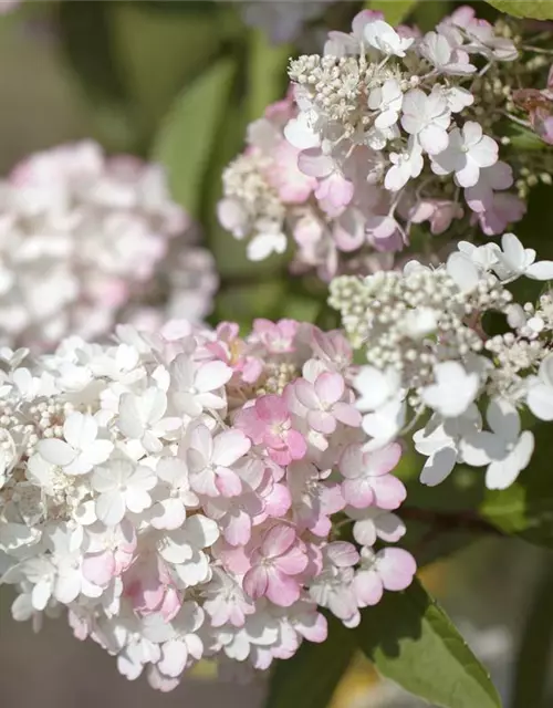 Hydrangea paniculata 'Pinky Winky'®