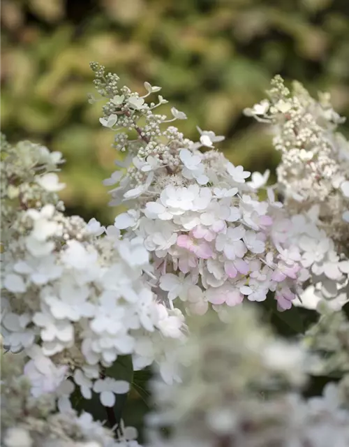 Hydrangea paniculata 'Pinky Winky'®