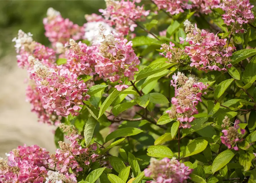 Hydrangea paniculata 'Pinky Winky'®