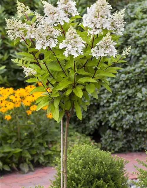 Hydrangea paniculata 'Pinky Winky'®