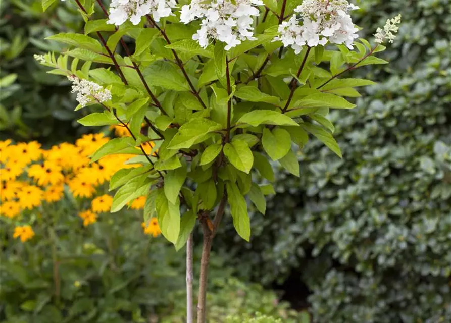 Hydrangea paniculata 'Pinky Winky'®