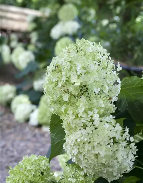 Weisse Ballhortensie 'Annabelle'