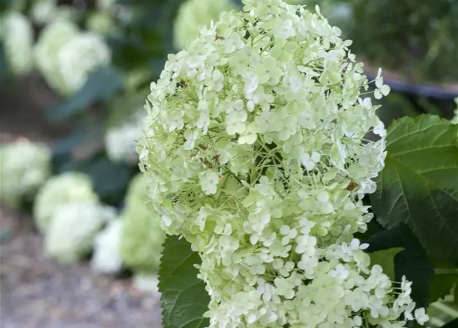 Weisse Ballhortensie 'Annabelle'