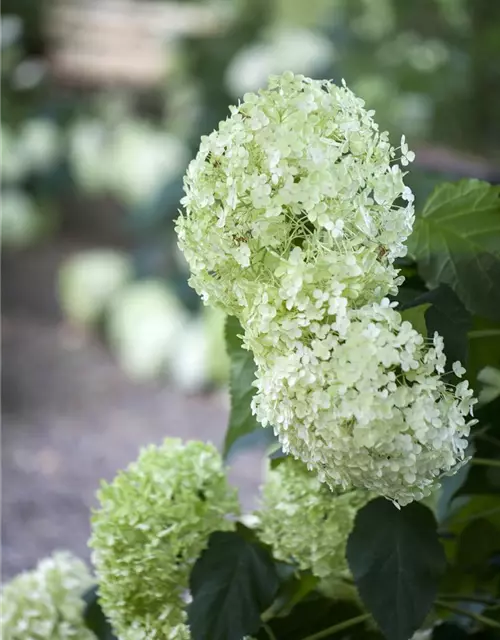 Weisse Ballhortensie 'Annabelle'