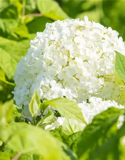 Weisse Ballhortensie 'Annabelle'