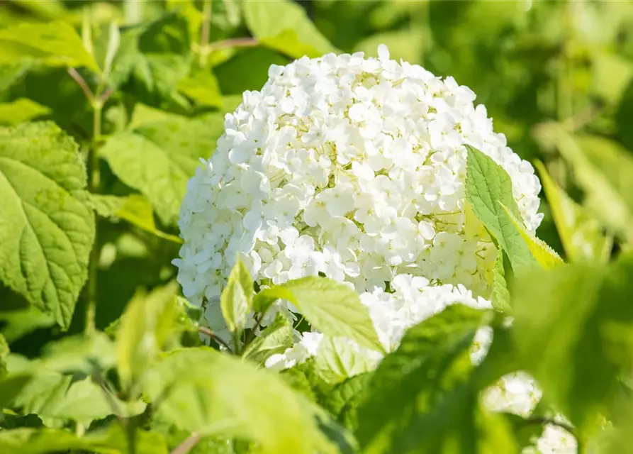 Weisse Ballhortensie 'Annabelle'