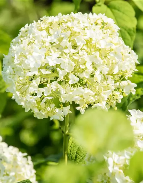 Weisse Ballhortensie 'Annabelle'