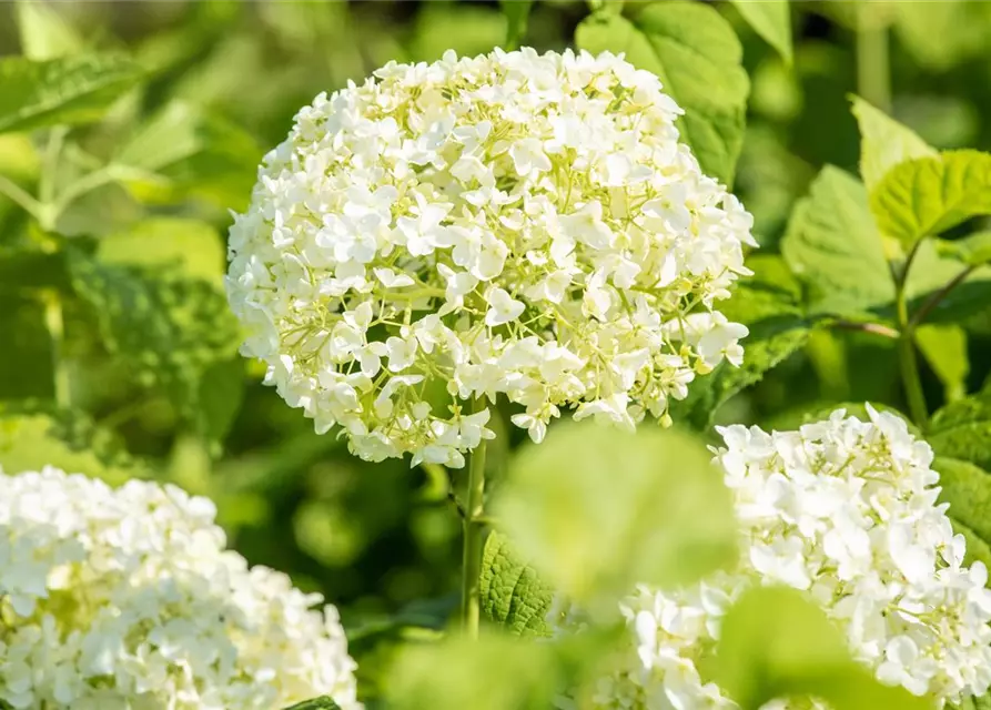 Weisse Ballhortensie 'Annabelle'