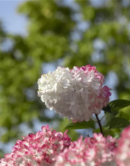 Hydrangea paniculata 'Vanille Fraise'®