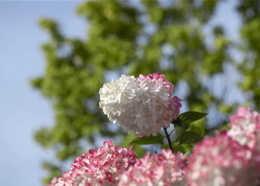 Hydrangea paniculata 'Vanille Fraise'®