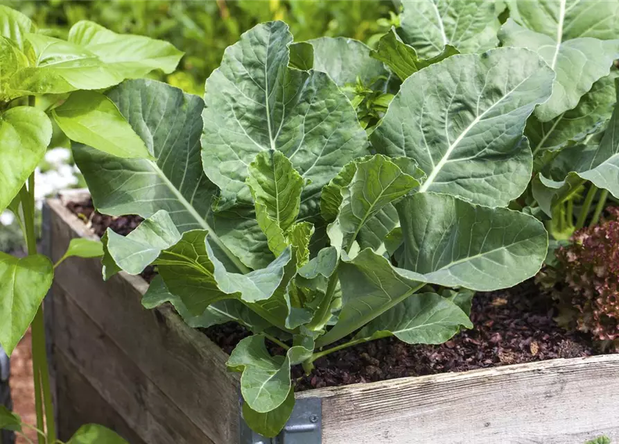 Brassica oleracea var. gongylodes