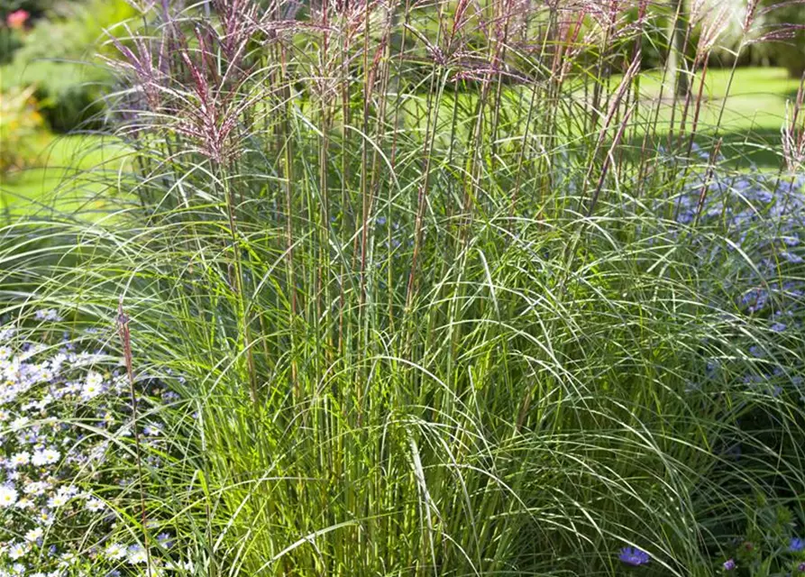 Miscanthus sinensis