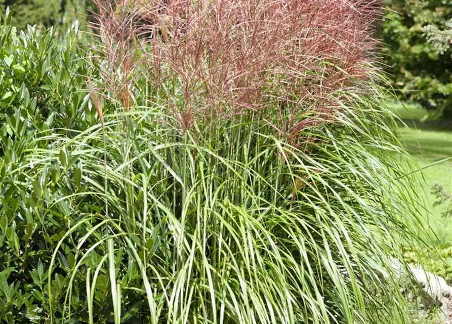 Miscanthus sinensis