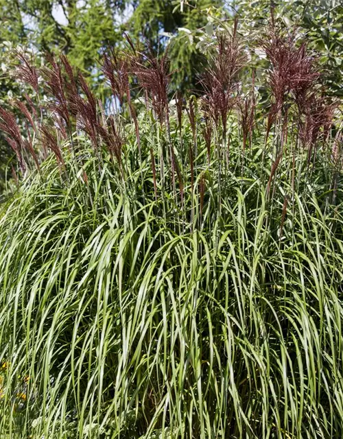 Miscanthus sinensis