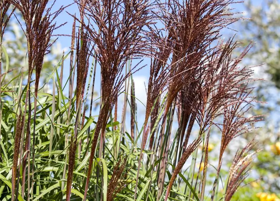 Miscanthus sinensis