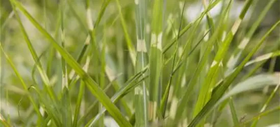 Miscanthus sinensis 'Zebrinus'