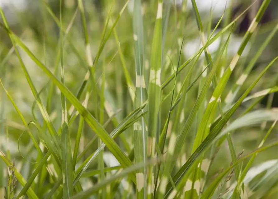 Miscanthus sinensis 'Zebrinus'