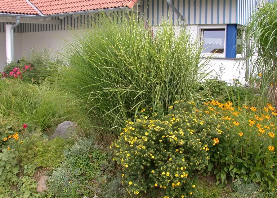 Miscanthus sinensis 'Zebrinus'