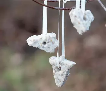 Vogelfutter selber herstellen