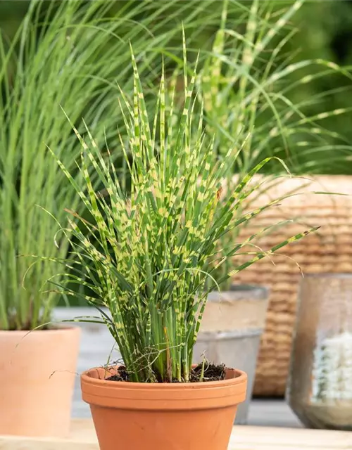 Miscanthus sinensis 'Zebrinus'