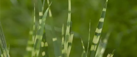 Gräser pflegen und dem Windspiel im Garten lauschen