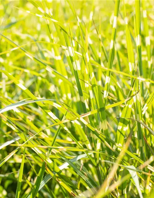 Miscanthus sinensis 'Zebrinus'