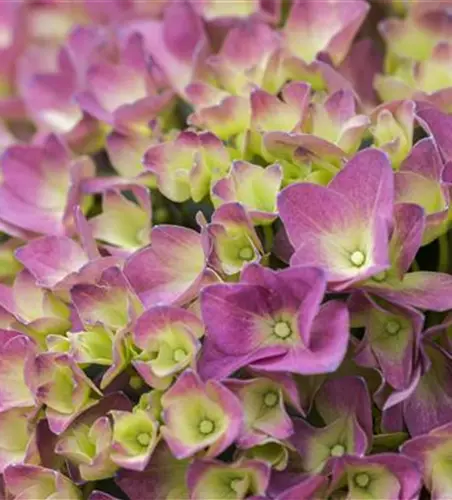 Hydrangea 'Magical'® Four Seasons