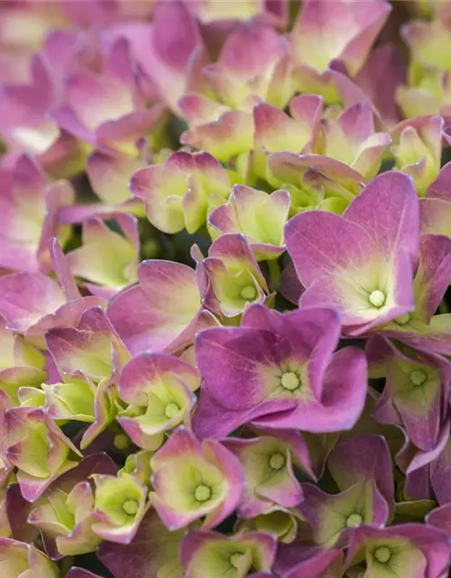 Hydrangea 'Magical'® Four Seasons